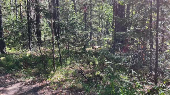 The red fox runs through the forest.