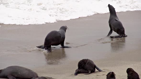 Seals Playing Slow Motion