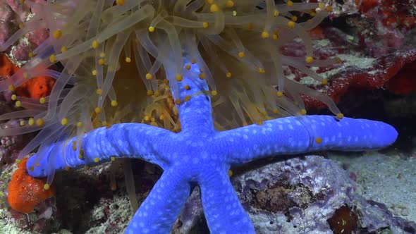 Orange Sea Anemone battles blue starfish catching it with it's tentacles and sticky ending knobs