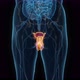 Male reproductive system 3d hologram - VideoHive Item for Sale