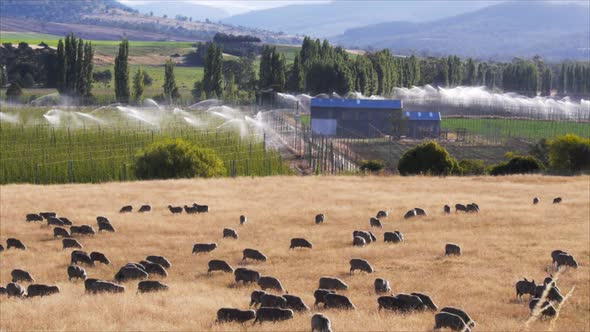 flock of sheep graze as hop fields are irrigated
