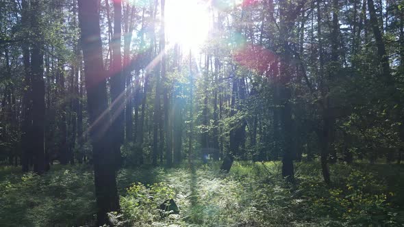 Wild Forest Landscape on a Summer Day