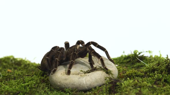 Spider Tarantula Sitting on a Stone on Green Moss in White Background.