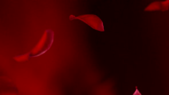 Red rose petal, Slow Motion