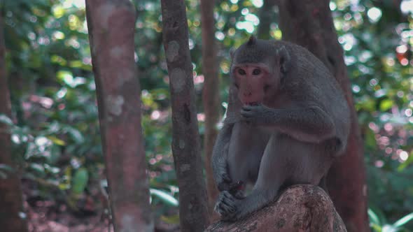 Macaque Monkey Eating on a Log in the Jungle