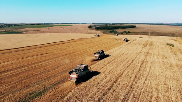 Rye Field with Mechanical Combines Moving Along It