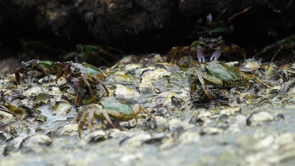 Crabs on the Rock at the Beach