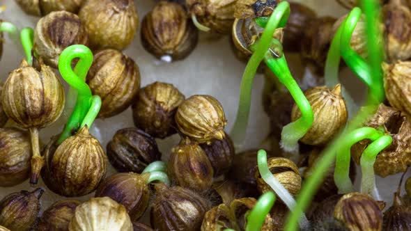 Macro Footage of Sprouting Coriander and Appearing New Stems with Leaves in Timelapse