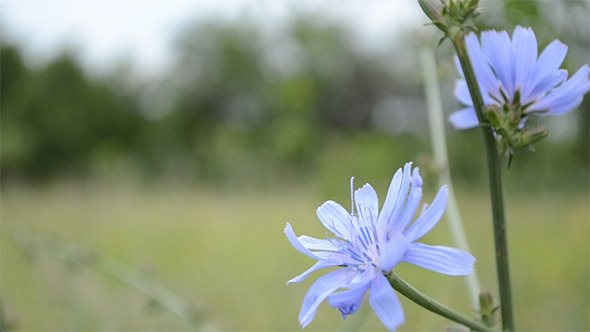 Blue Chicory Flower