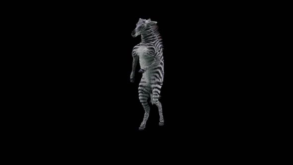 43 Zebra Dancing HD