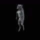 43 Zebra Dancing HD - VideoHive Item for Sale
