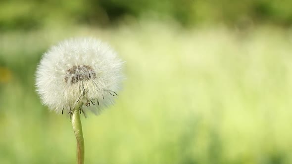 Dandelion Blowball on Wind