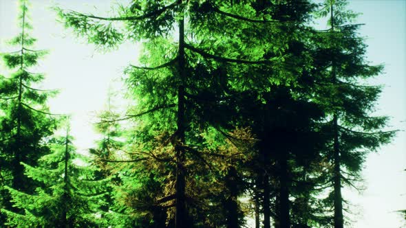 Green Cone Trees in Bright Sun Light