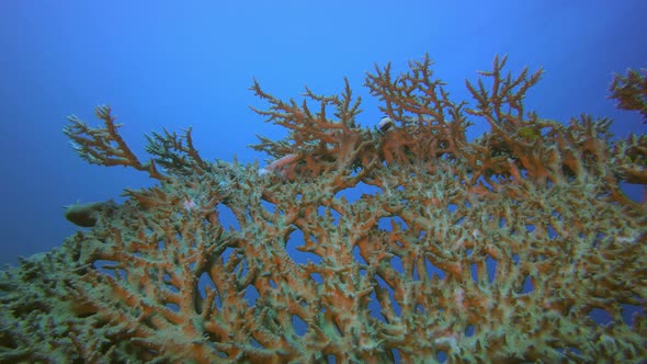 Underwater Sea Hard Coral