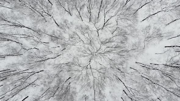 Aerial Top Down Drone Flight over Snow Covered Trees in Woodland at Winter. 4K Aerial Footage