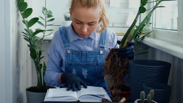 Gardener Woman Reading Book and Transplants Indoor Plants and Use a Shovel on Table
