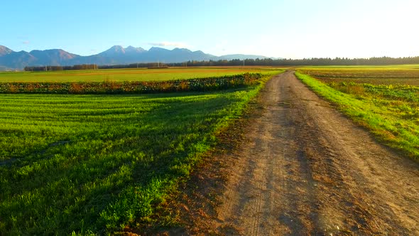 Almost Empty Summer Fields and a Path Leading Toward Forest