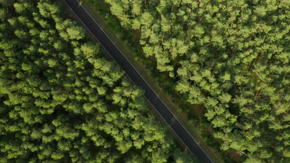 Flight Over the Empty Road in the Green Spruce Forest