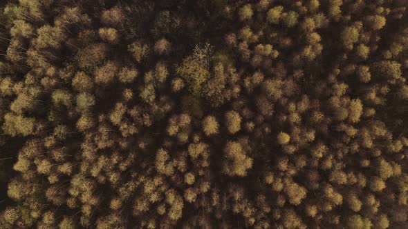 Autumn, gold birch forest from above. Aerial view.