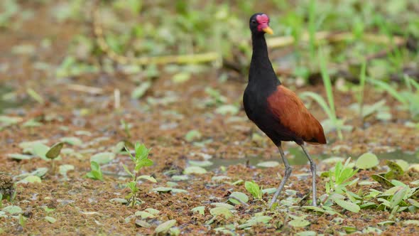 Majestic jacana standing wetland looks around nature wildlife day