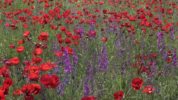 Red Poppy Field