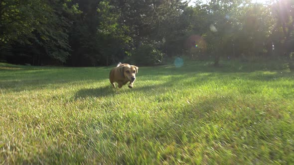 Dachshund running and catching a ball - 180fps slow motion