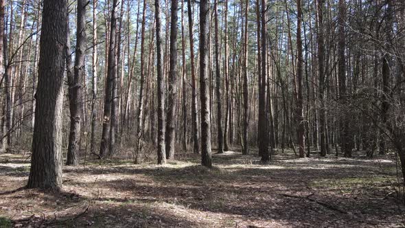 Forest Landscape Aerial View Slow Motion