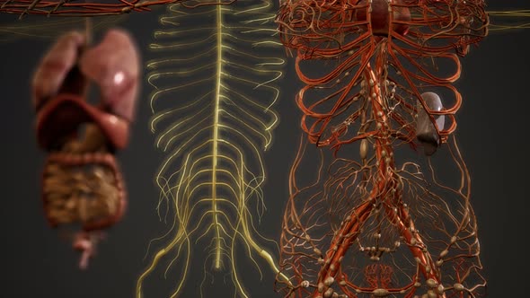 3D Human Anatomy Illustration alt