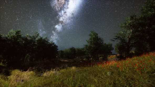 Green Trees Woods In Park Under Night Starry Sky