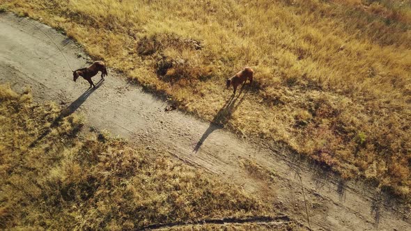 Aerial View of Horses Walking in Field in Countryside