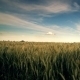 Wheat Field and Blue Sky - VideoHive Item for Sale