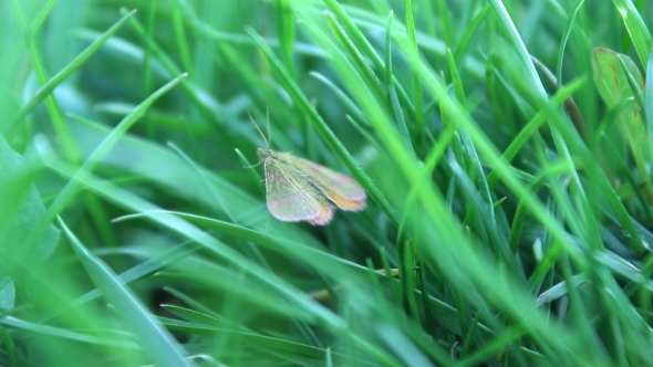Butterfly In The Grass 2