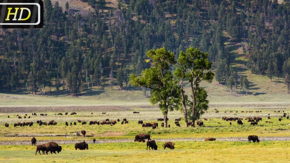 Grazing Buffalos from Yellowstone National Park