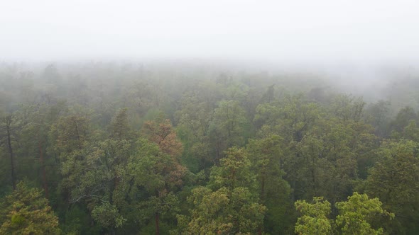 Fog in the Forest Aerial View