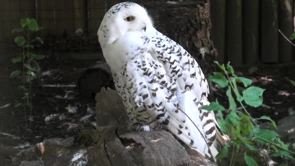 Snowy Owl Close Up