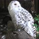 Snowy Owl Close Up - VideoHive Item for Sale