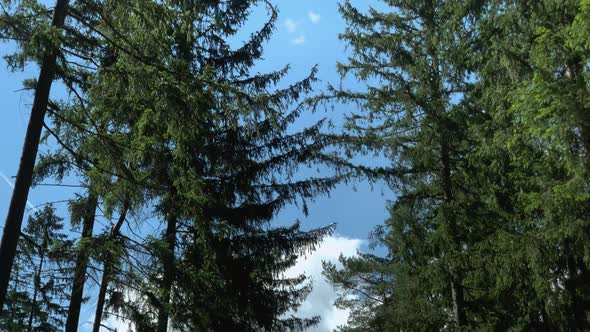 Forest Road. The path between the trees leads to the forest