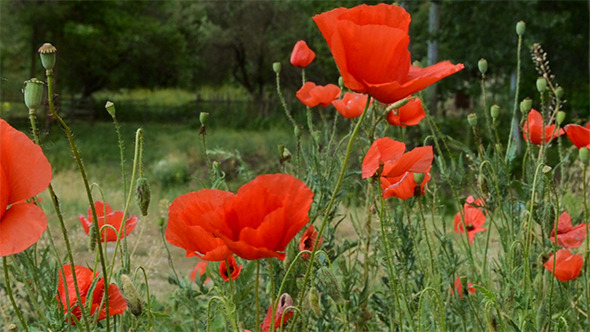 Poppies on Field Close Up