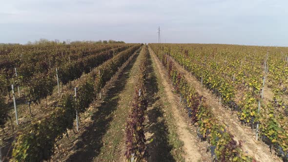 Aerial view of vineyard in autumn on a beautiful sunny day with clear blue sky