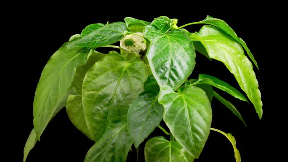 Time Lapse of Growth Sweet Bell Peppers Plants