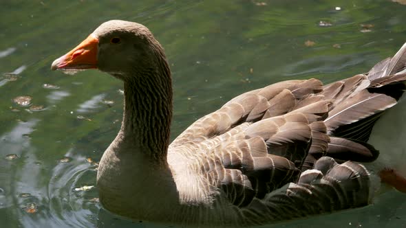 Macro shot of pretty goose swimming in natural tranquil lake during summertime.