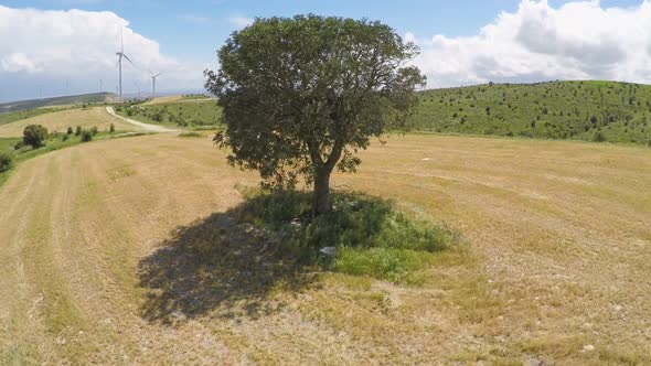 Untouched Sole Tree and Endless Green Landscape, Rule of Nature Law on Planet