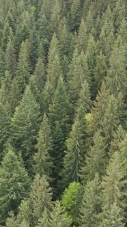 Aerial View of Trees in the Forest