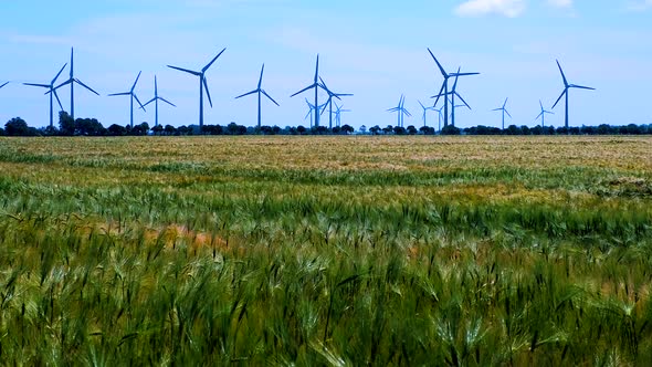 A field ripening and in the wind sways ears of wheat with electricity generators