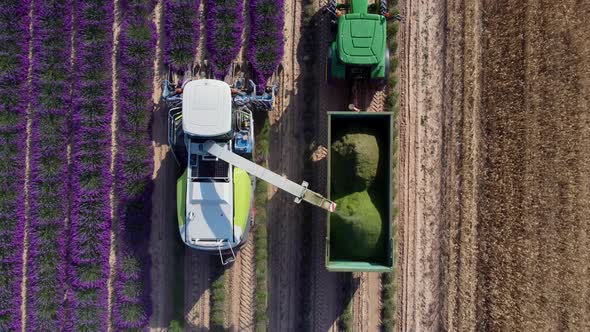 Lavender harvest seen from the air