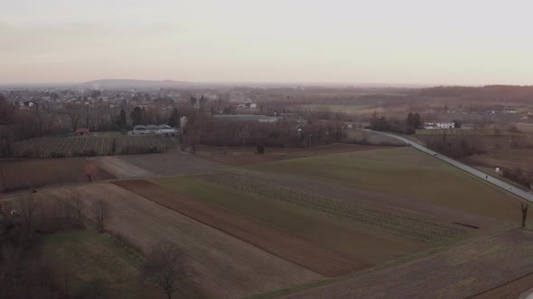 Drone view of vineyard in autumn
