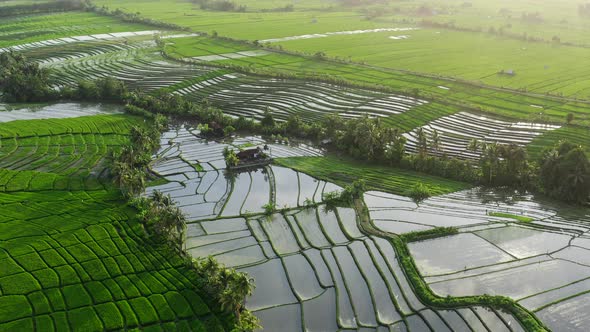 Aerial View At Rice Terraces Full Of Water In Deep Jungle, Bali, Indonesia. Grass Is Green And Juicy