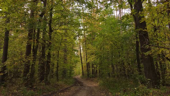 Forest with Trees in the Fall During the Day