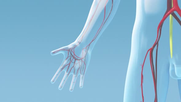 Transparent male model capillary blood flow on blue back ground