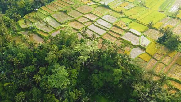 Amazing cinematic Ubud, Bali drone footage with exotic rice terrace, small farms and agroforestry pl